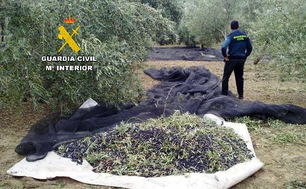 Imagen de La Guardia Civil ha intervenido más de 190.000 kilogramos de aceituna sustraída en las provincias de Jaén y Granada