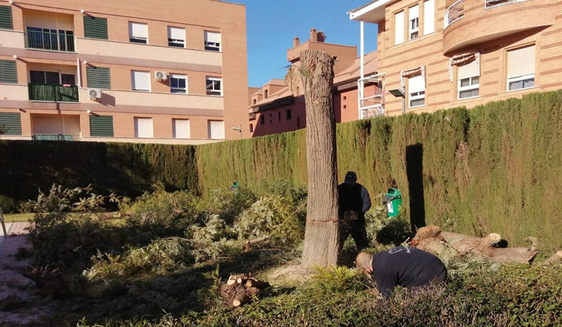 Un vecino de Linares denunciado por cortar dos arboles de más de 30 años sin autorización