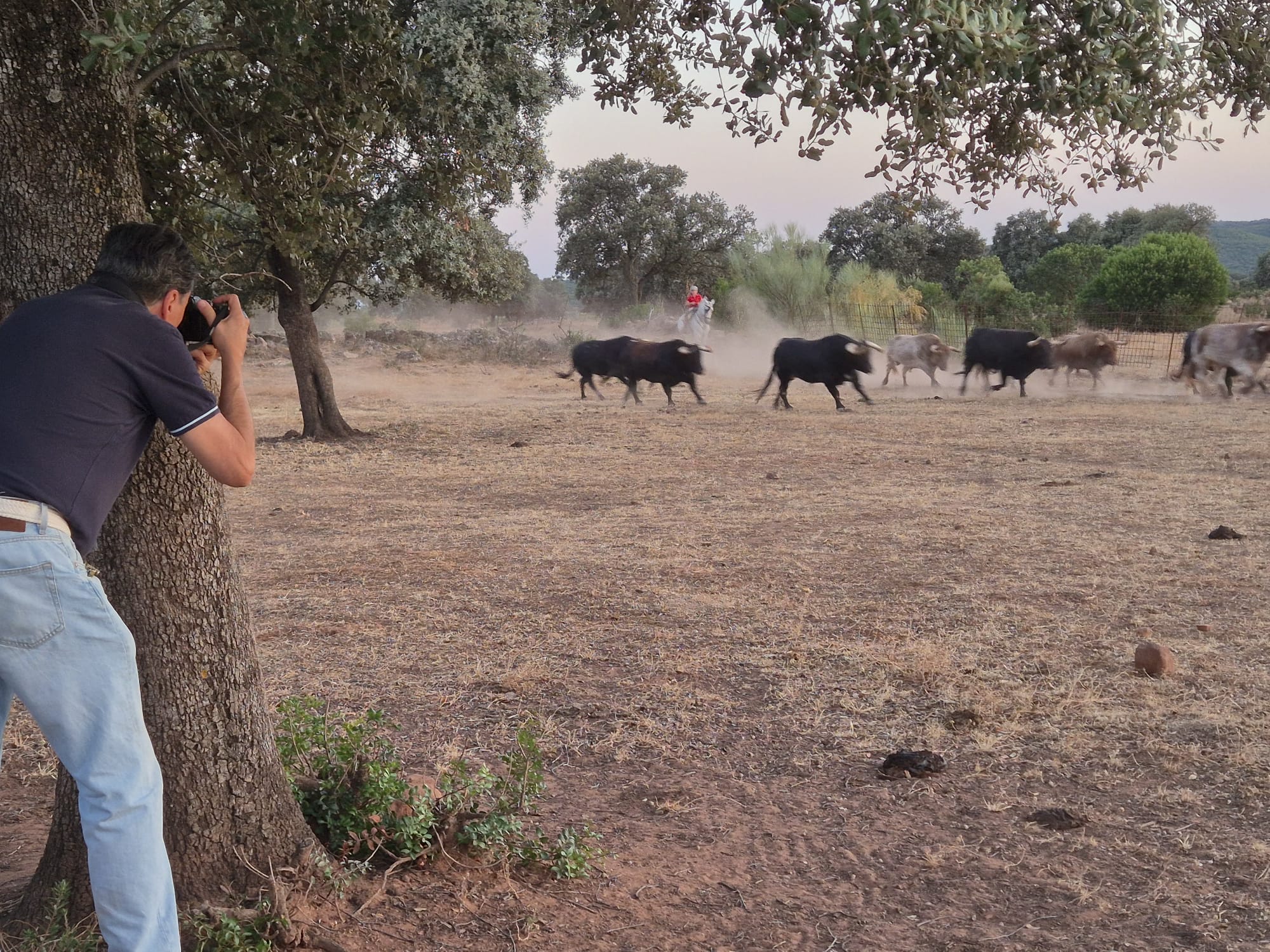 Imagen de Afortunadamente hay toros tras las figuras