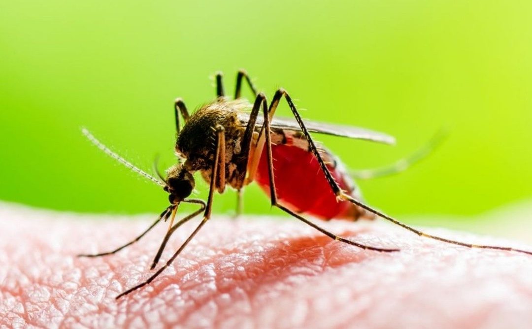 Imagen de Linares en Acción Contra el Mosquito del Nilo! 🦟 Prevención y Concienciación en Marcha