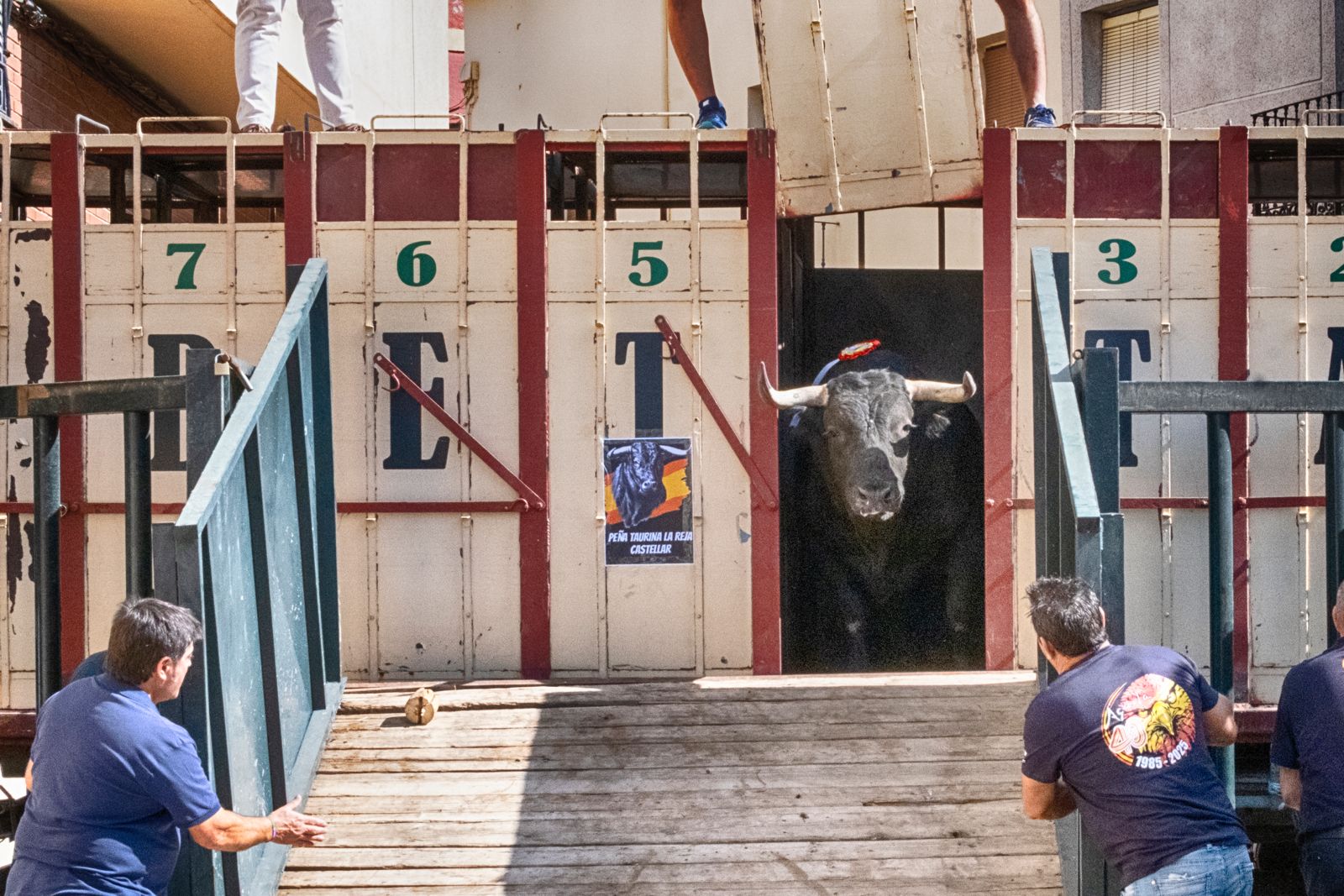 El toro protagonista en las fiestas de Castellar