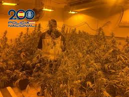 Policía Nacional, Guardia Civil y Agencia Tributaria desmantelan 40 plantaciones de marihuana en la localidad de Marinaleda