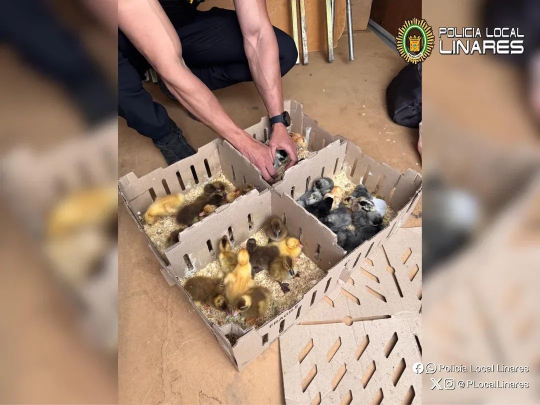 Intervenida una venta ilegal de animales en el mercadillo extraordinario de Linares